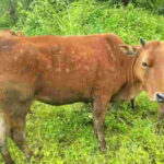 How is bovine nodular dermatosis caused? How to treat bovine nodular dermatosis?