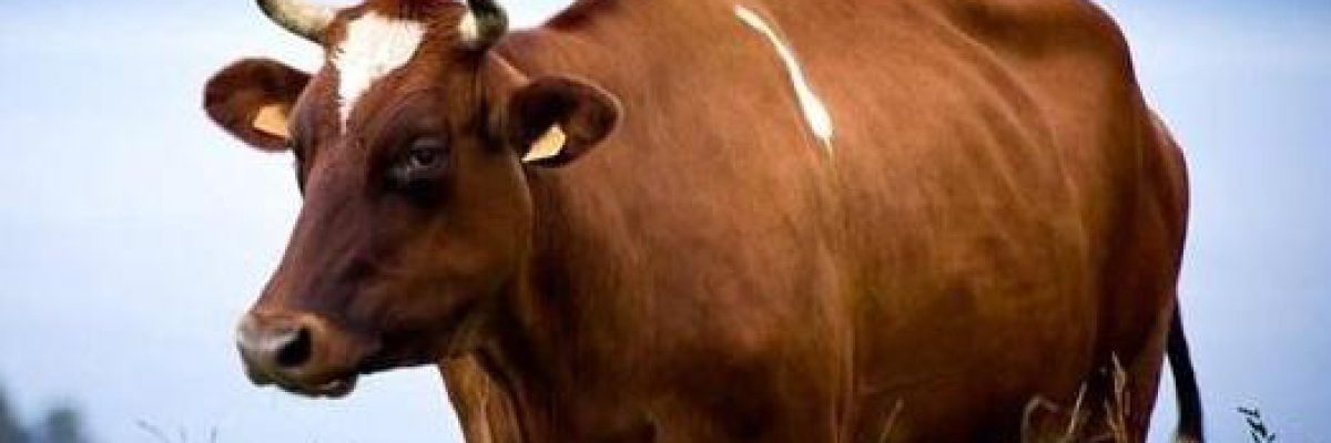 What are the symptoms of cattle anthrax? Will cattle get sick after using anthrax vaccine?