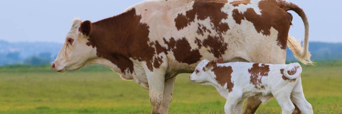 How to select reserve cows? What are the selection criteria for reserve cows?