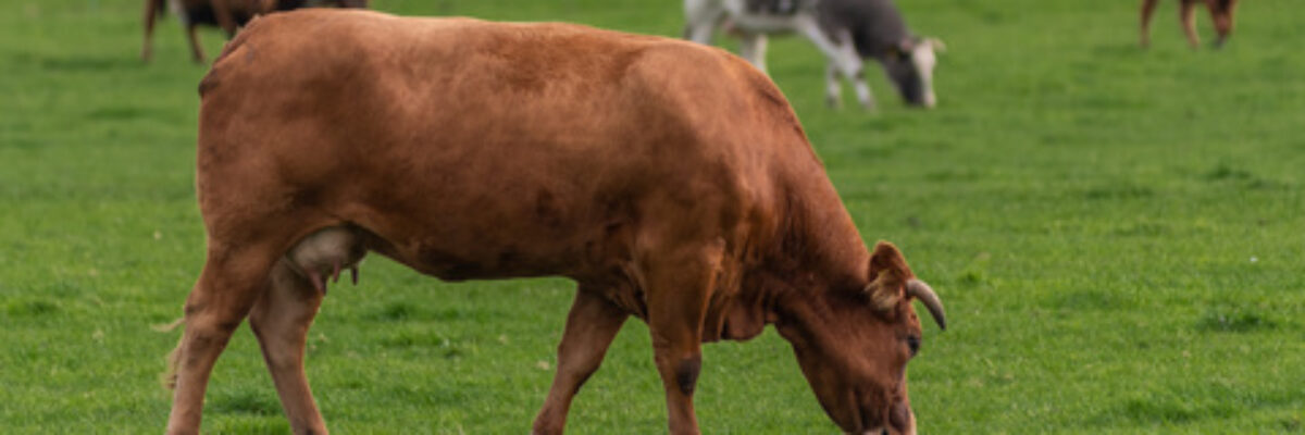 Which is better to feed cattle with raw meal or clinker?
